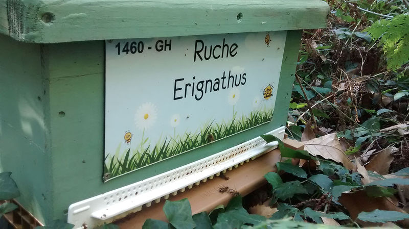 La ruche Erignathus