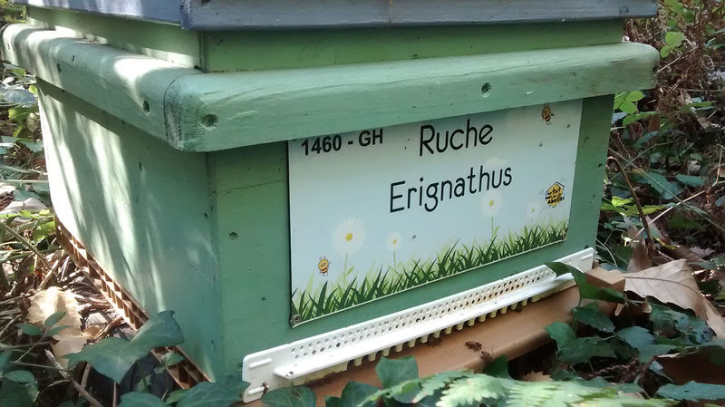 La ruche Erignathus