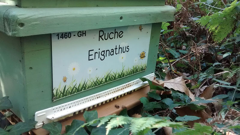 La ruche Erignathus