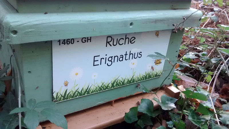 La ruche Erignathus