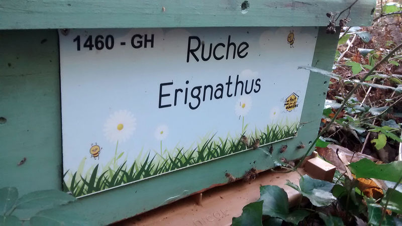La ruche Erignathus