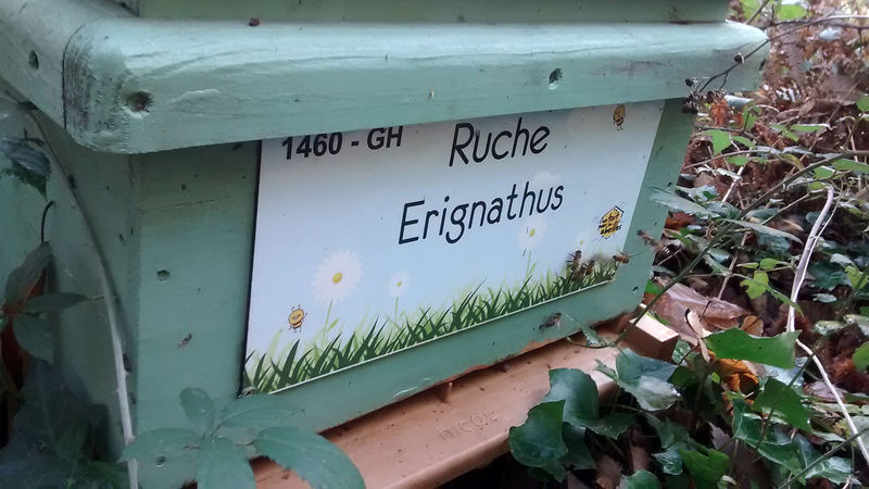 La ruche Erignathus