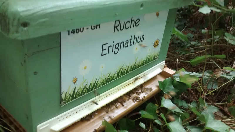 La ruche Erignathus