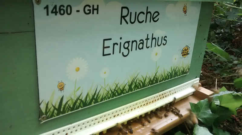 La ruche Erignathus