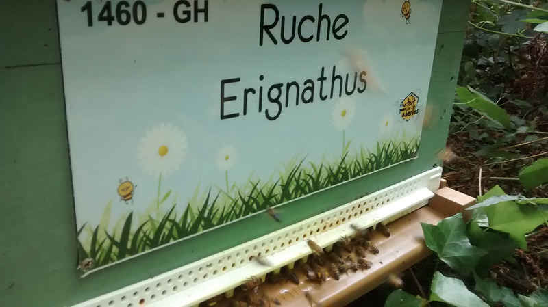 La ruche Erignathus