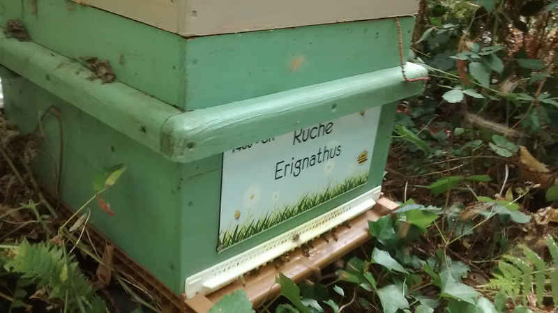 La ruche Erignathus