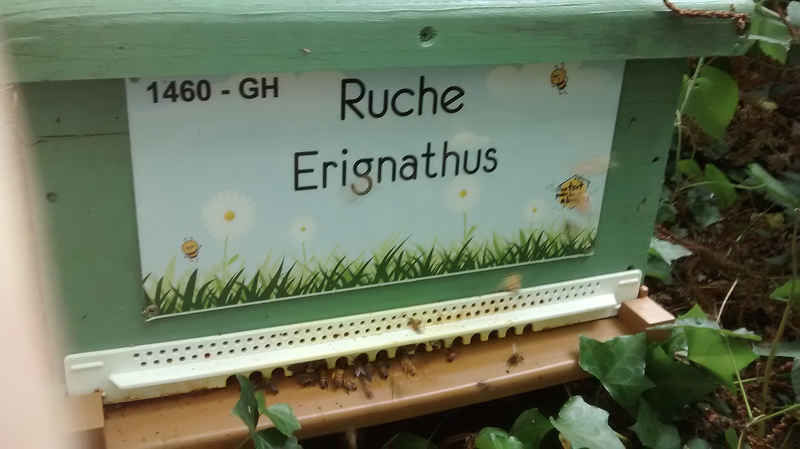 La ruche Erignathus