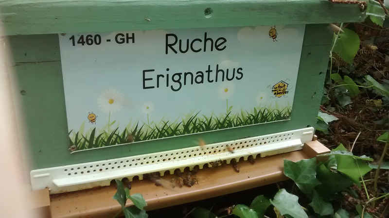 La ruche Erignathus