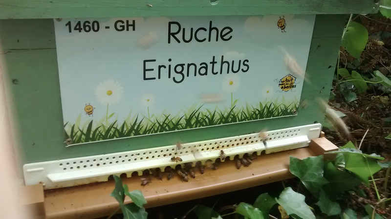 La ruche Erignathus