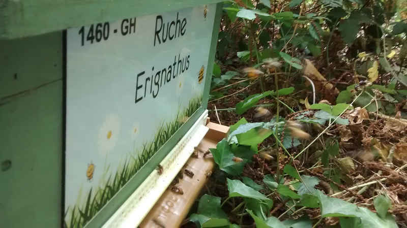 La ruche Erignathus