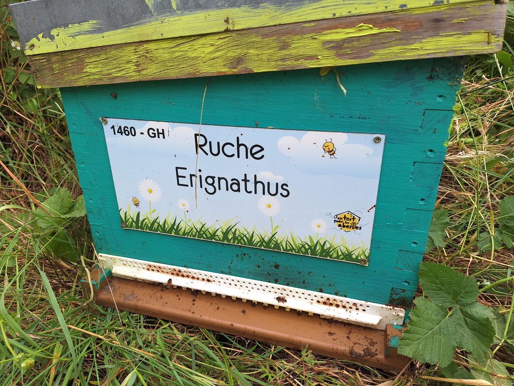 La ruche Erignathus