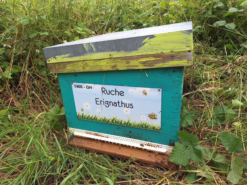 La ruche Erignathus