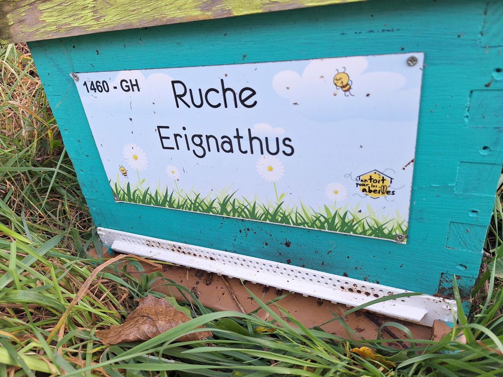 La ruche Erignathus