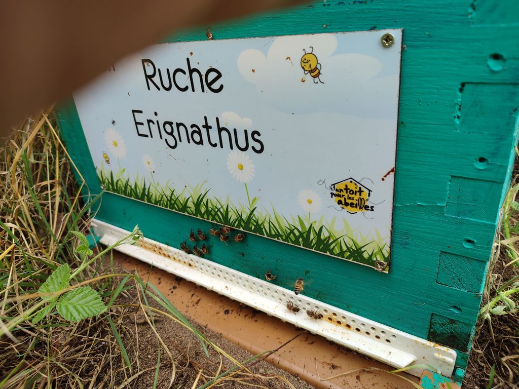 La ruche Erignathus