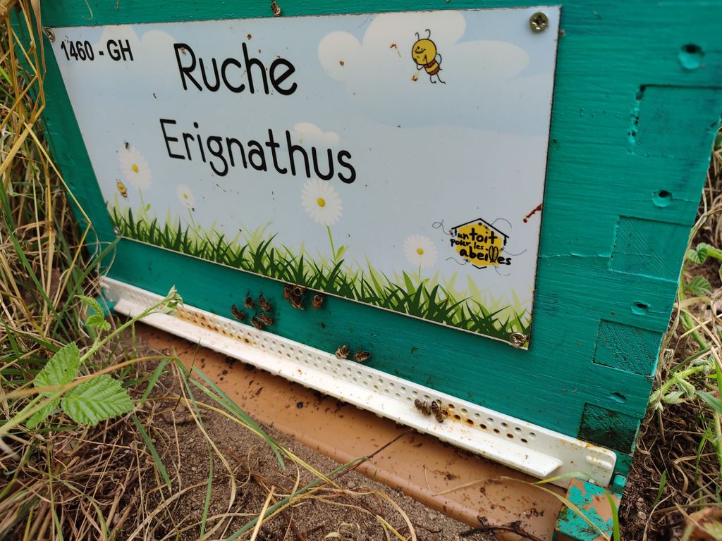 La ruche Erignathus