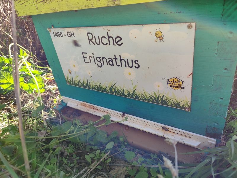 La ruche Erignathus