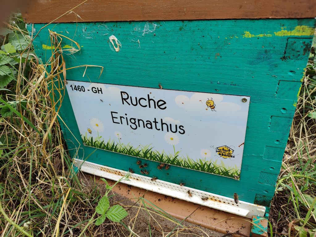 La ruche Erignathus