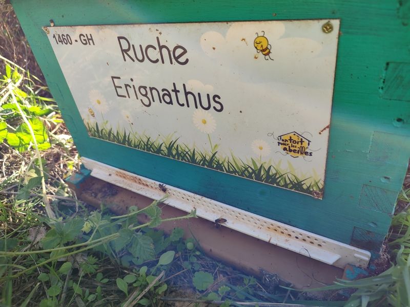 La ruche Erignathus