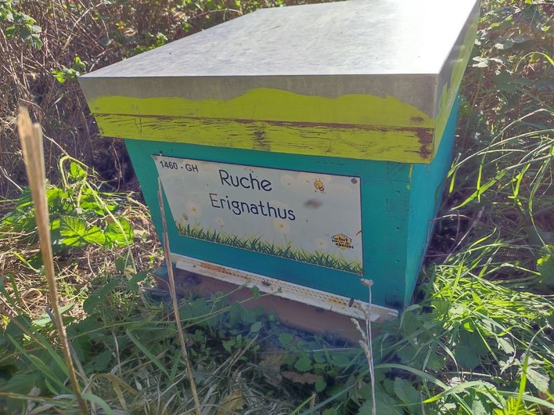 La ruche Erignathus