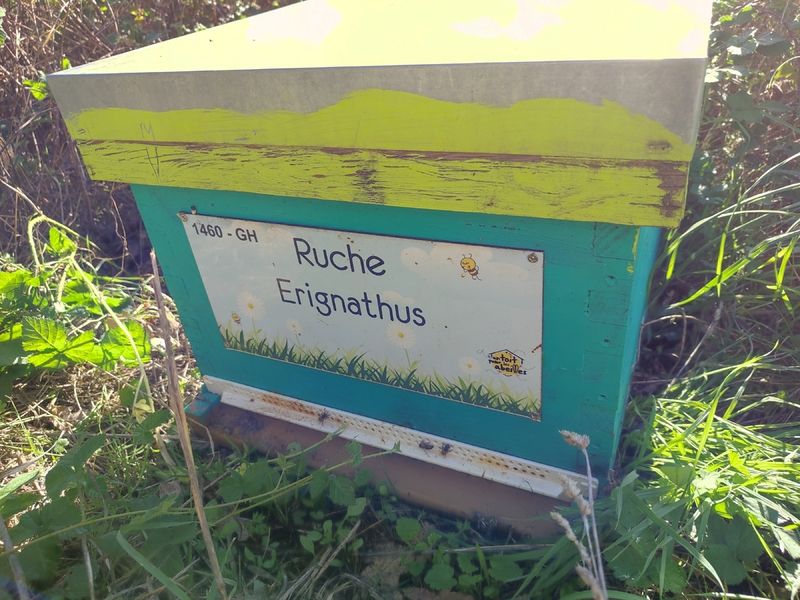 La ruche Erignathus