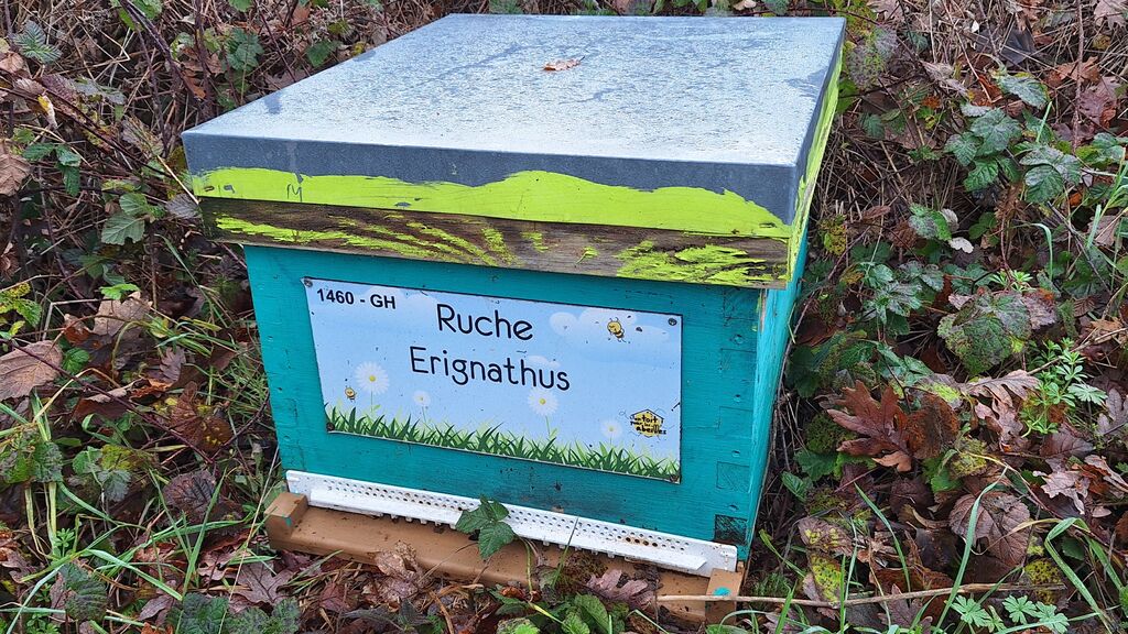La ruche Erignathus