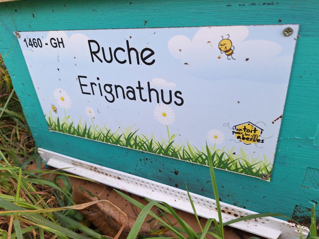 La ruche Erignathus