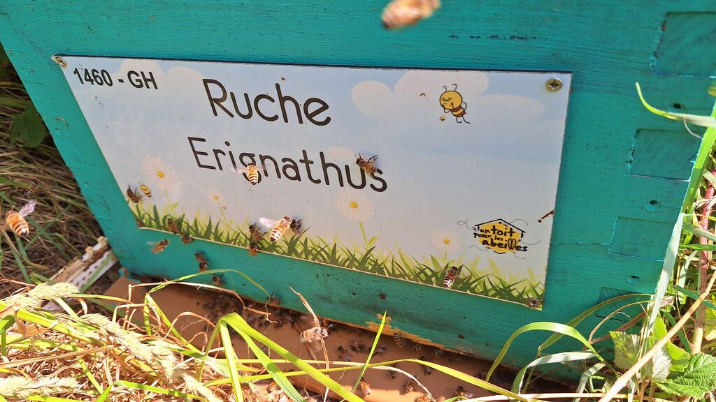 La ruche Erignathus