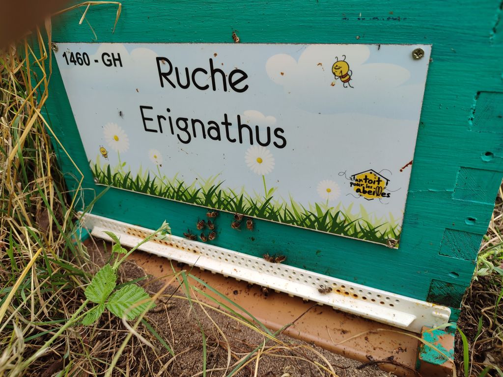 La ruche Erignathus