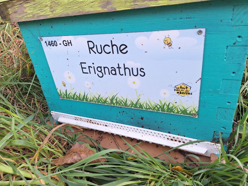 La ruche Erignathus