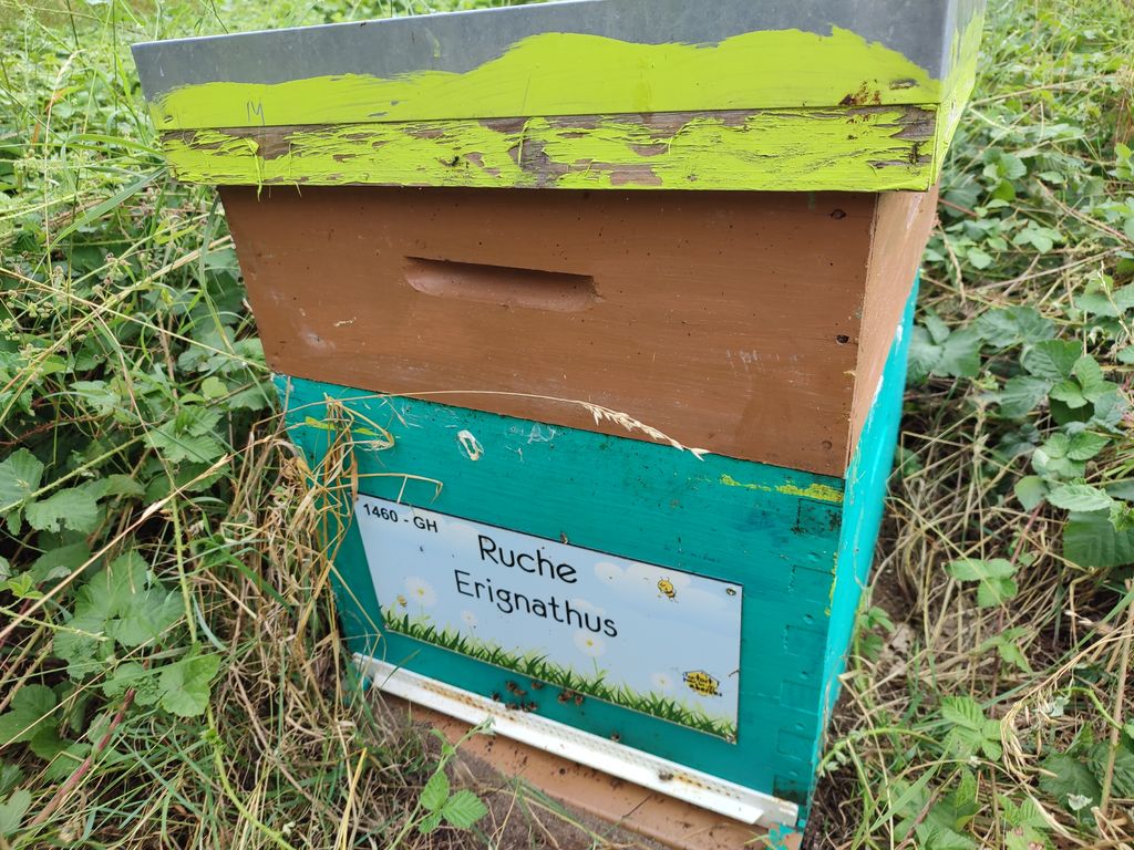 La ruche Erignathus