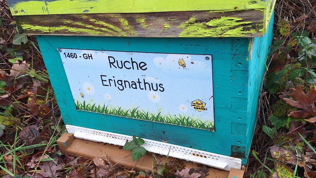 La ruche Erignathus