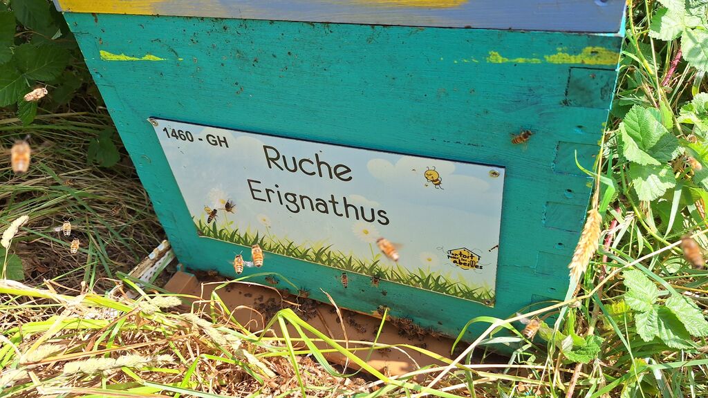 La ruche Erignathus