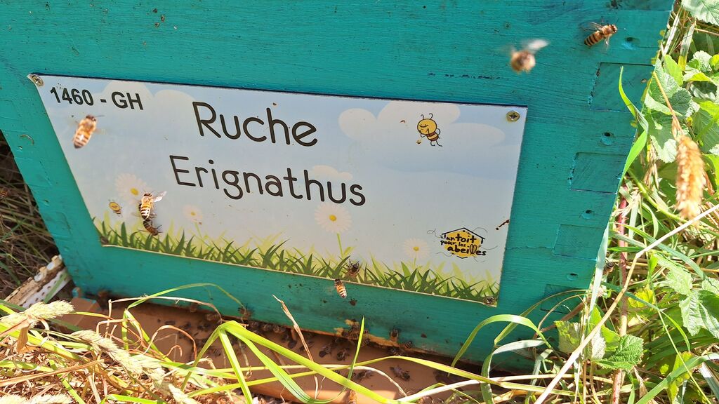 La ruche Erignathus