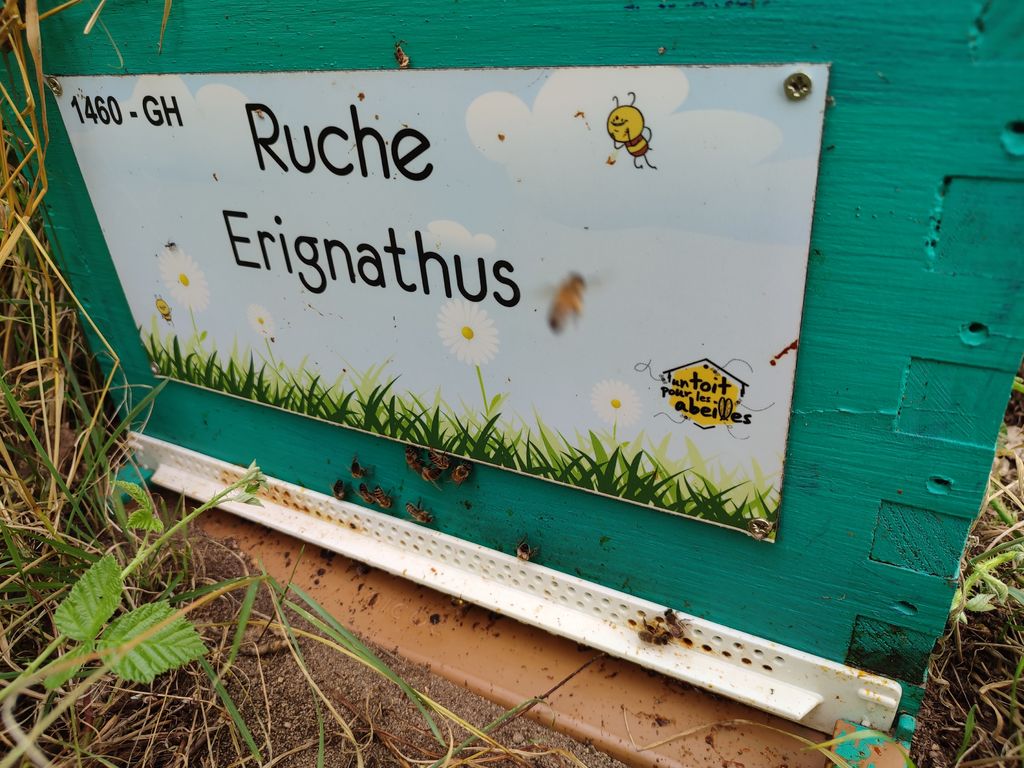 La ruche Erignathus