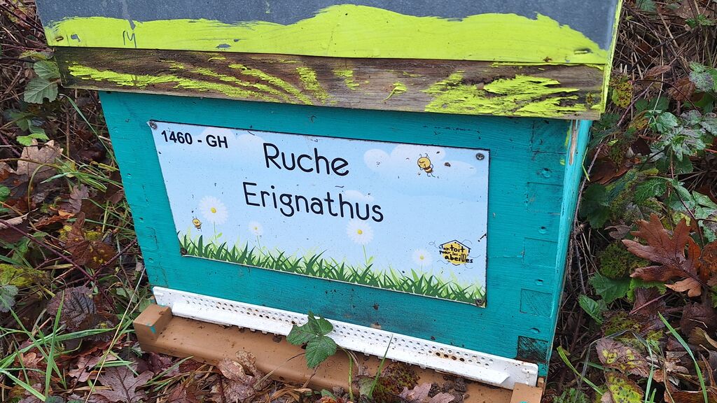 La ruche Erignathus
