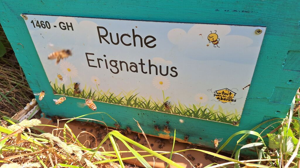 La ruche Erignathus