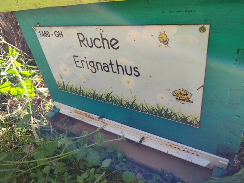 La ruche Erignathus