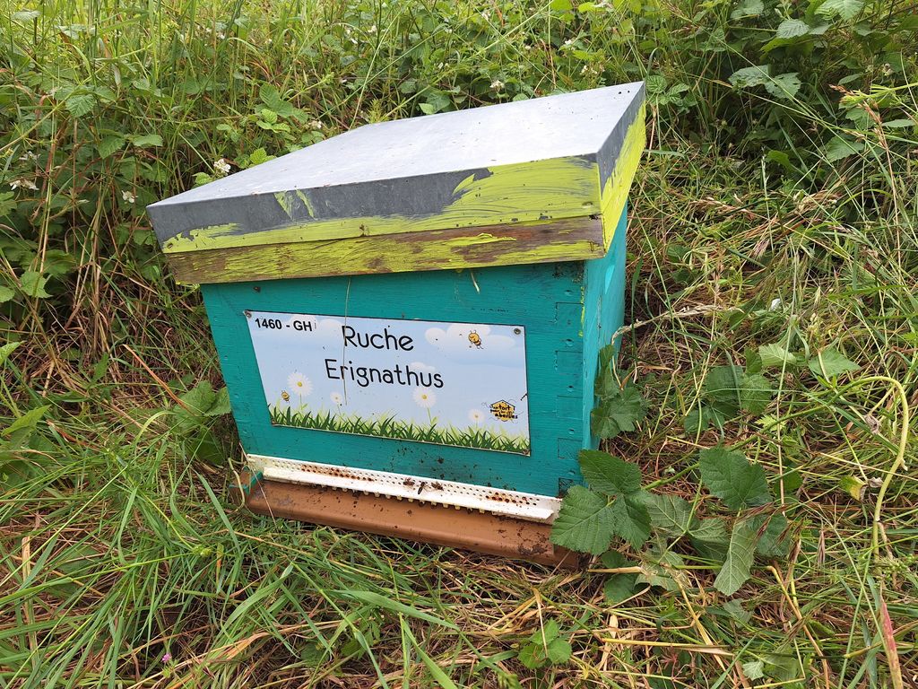 La ruche Erignathus