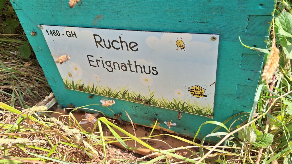 La ruche Erignathus