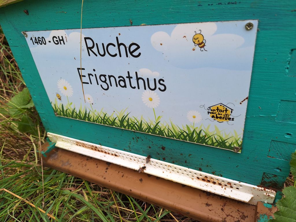 La ruche Erignathus