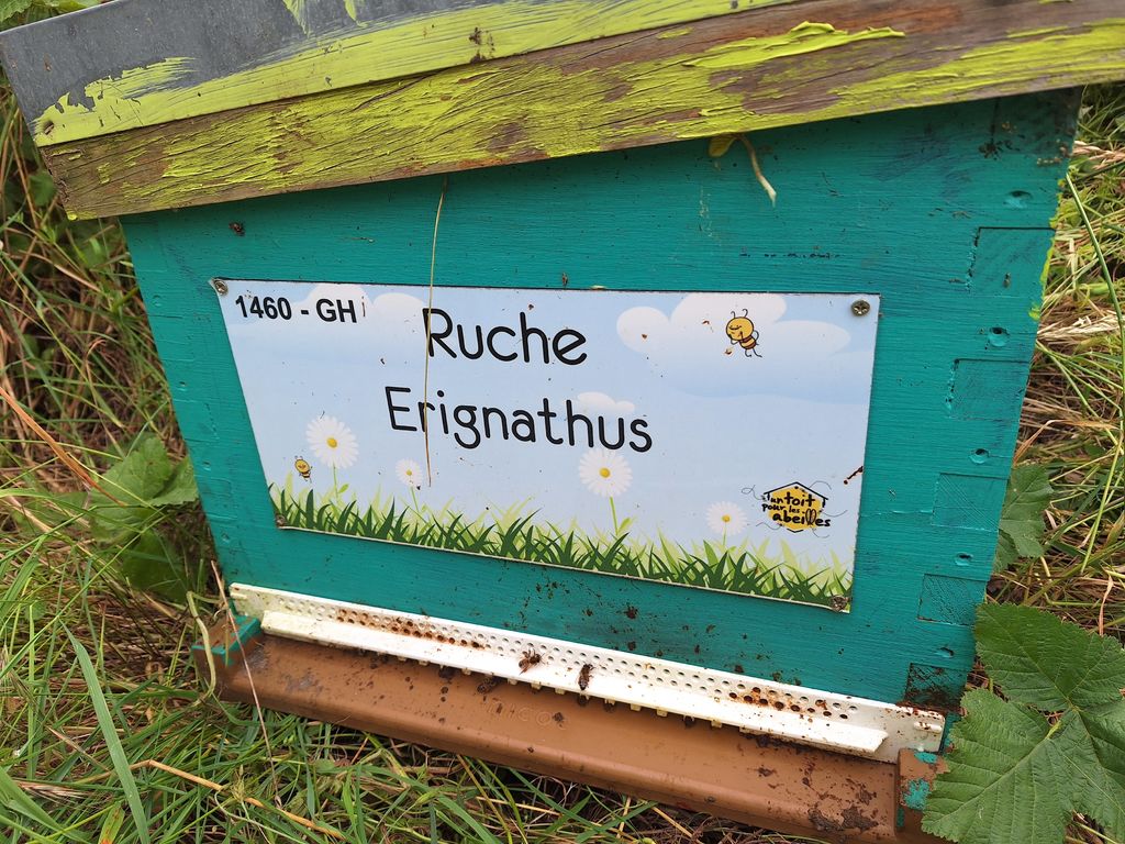 La ruche Erignathus