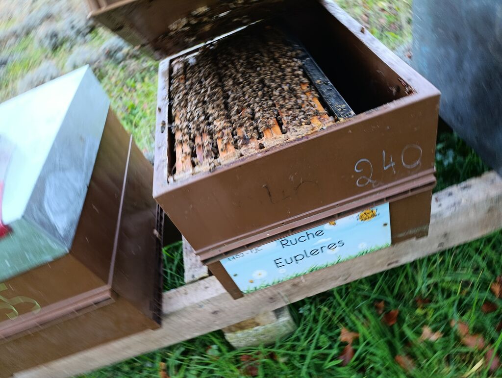La ruche Eupleres