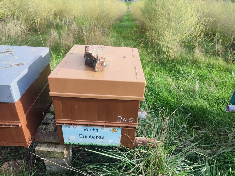 La ruche Eupleres
