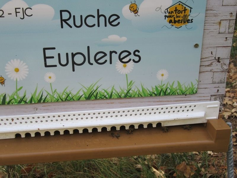 La ruche
