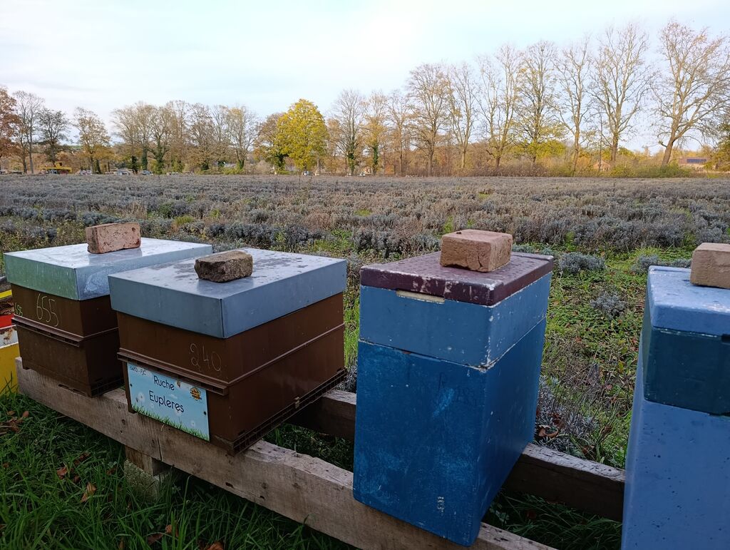 La ruche Eupleres