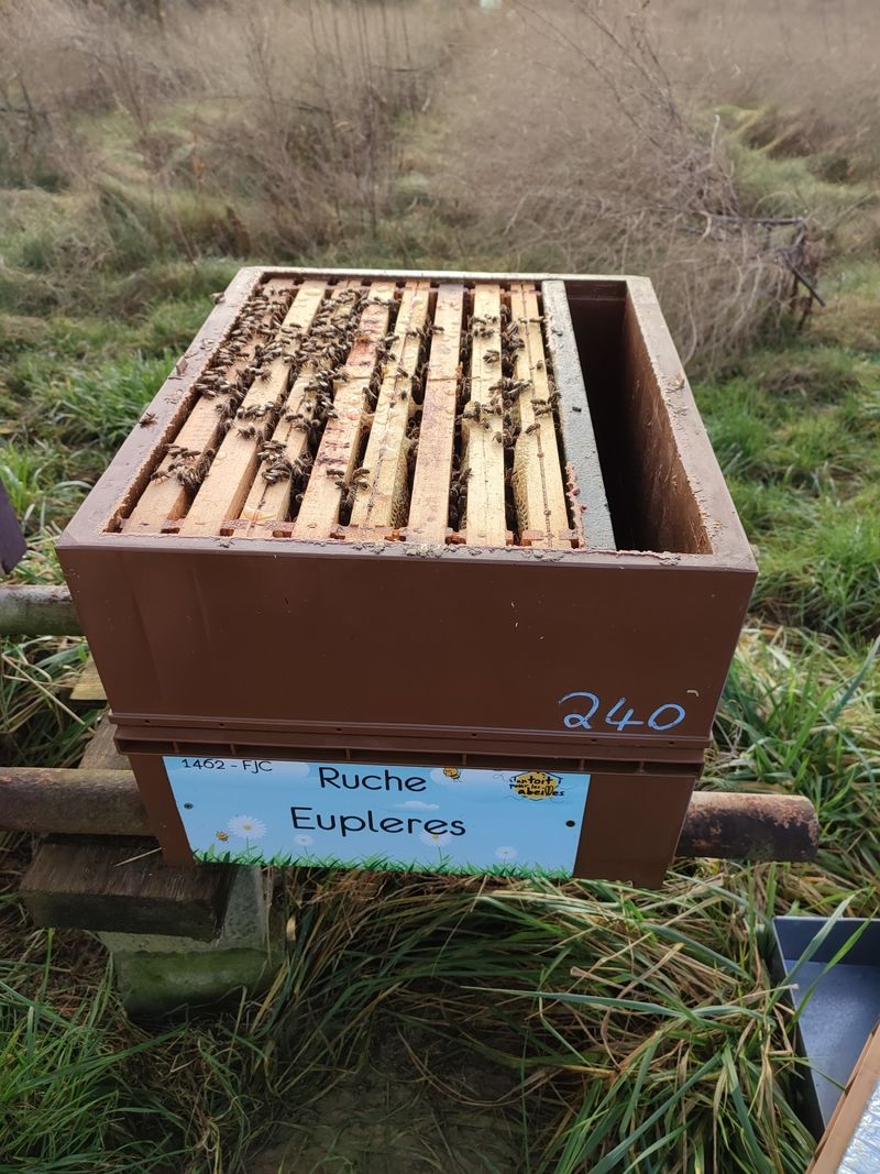 La ruche Eupleres