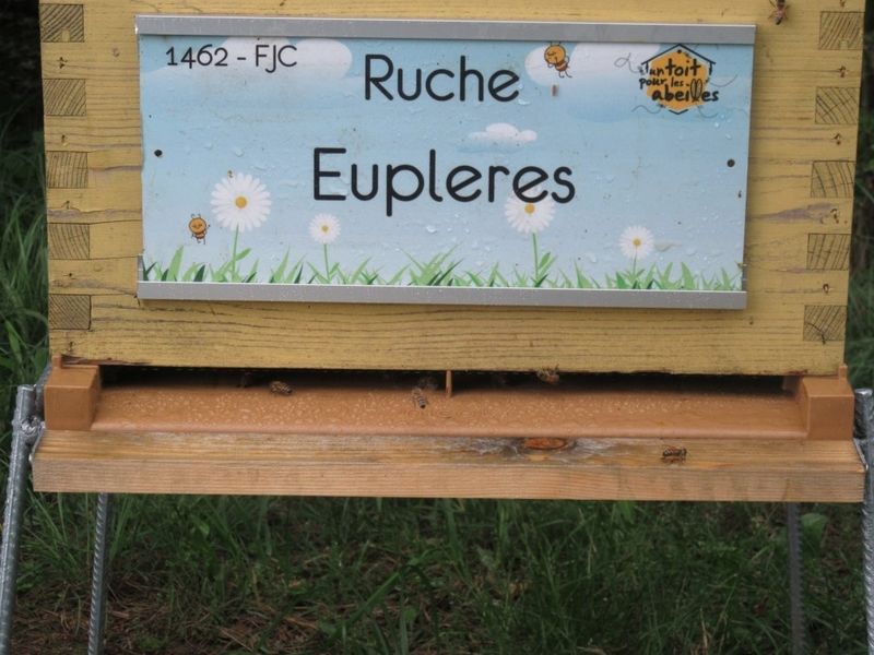 La ruche Eupleres