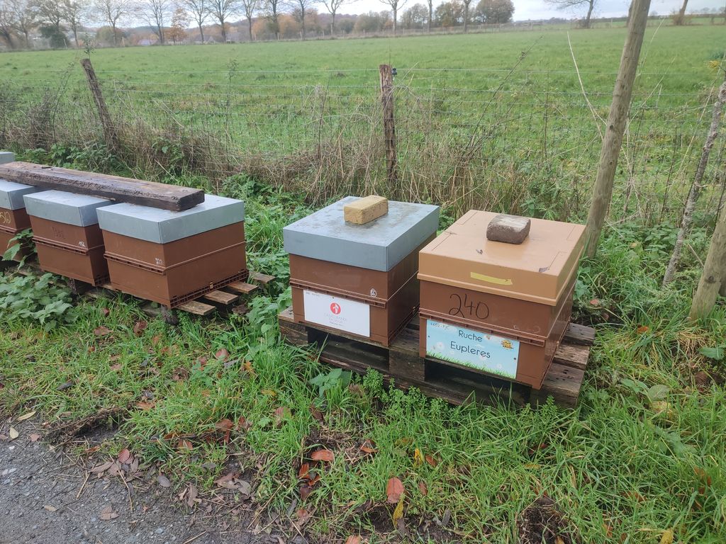 La ruche Eupleres