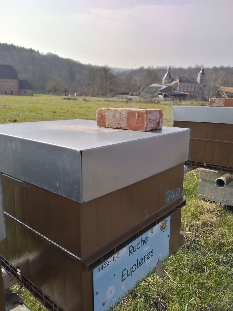 La ruche Eupleres
