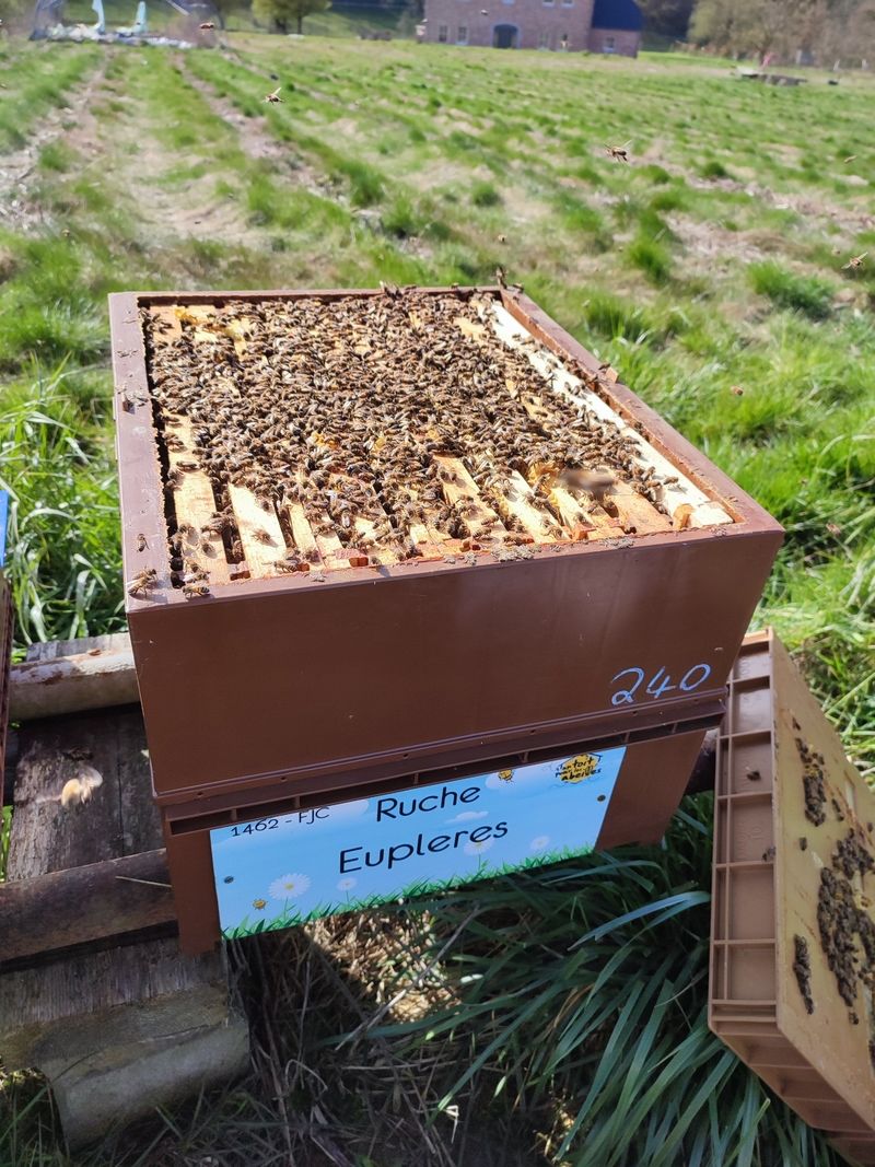 La ruche Eupleres